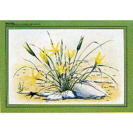 Table Mat