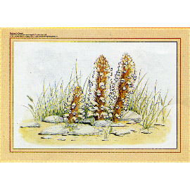 Table Mat