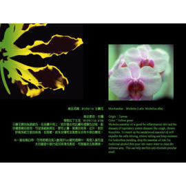 Michelia Essenial oil ( Latin:Michelica alba ) (Michelia Essenial oil ( Latin:Michelica alba ))
