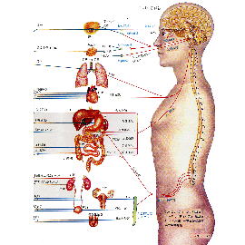 [Anatomy] (Sympathetic and Parasympathetic Nervous System) ([Анатомия] (симпатической и парасимпатической нервной системы))