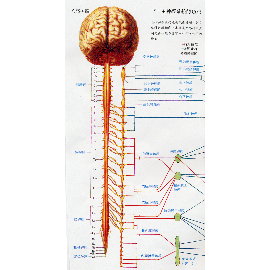 [Anatomy] (Sympathetic and Parasympathetic Nervous System) ([Анатомия] (симпатической и парасимпатической нервной системы))