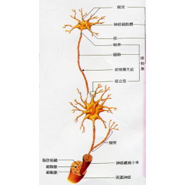 [Anatomy] A Nerve Cell ([Анатомия] нервных клеток)