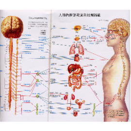 [Anatomy] (Sympathetic and Parasympathetic Nervous System) ([Анатомия] (симпатической и парасимпатической нервной системы))