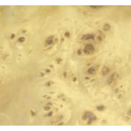 Mappa Burl Paperback Veneer/Faced Plywood (Mappa Burl Taschenbuch Furnier / Sperrholz)