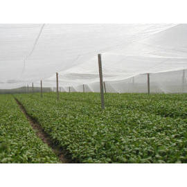 Insect Net (Insect Net)