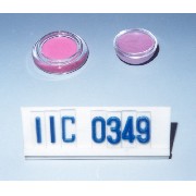 Lip gloss in 2-color in clear jar`s base & cap.