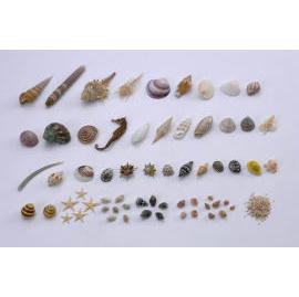 Shells