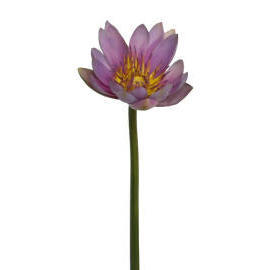 Lotus-24``