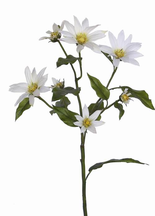Wild Daisy Spray- 29`` (Wild Daisy Spray- 29``)