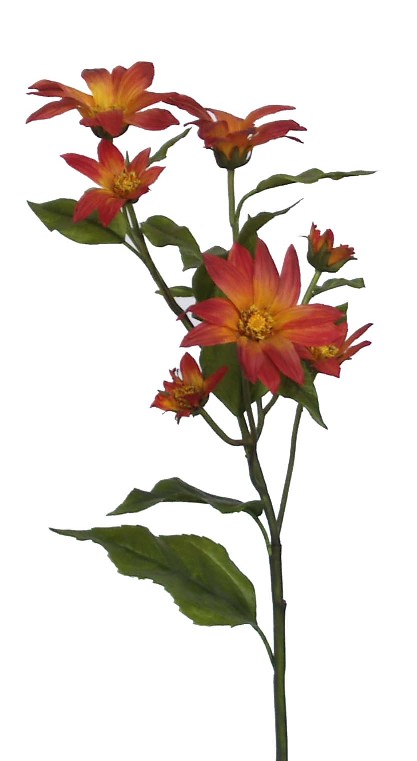 Wild Daisy Spray- 29`` (Wild Daisy Spray- 29``)