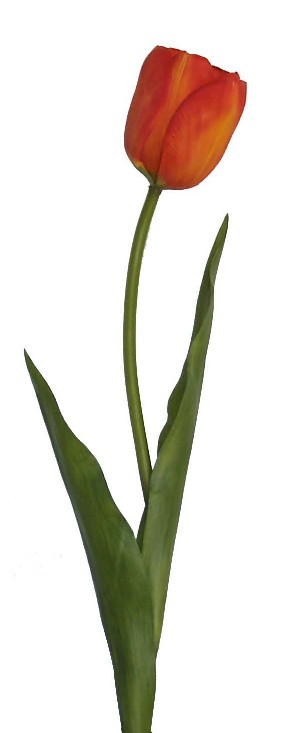 Tulip Spray- 17`` (Tulip Spray-17``)
