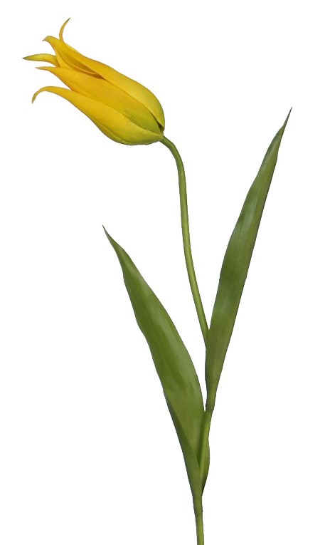 Tulip Spray- 23`` (Tulip Spray-23``)