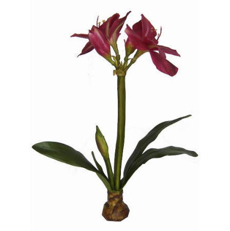 Amarylis Plant-23`` (Amarylis Plant-23``)