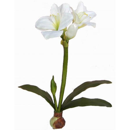 Amarylis Plant- 23`` (Amarylis Plant-23``)