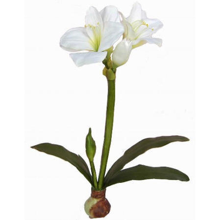 Amarylis Plant- 23`` (Amarylis Plant- 23``)