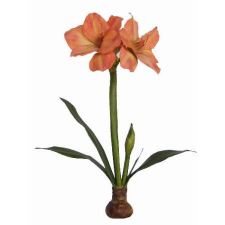 Amarylis Plant- 23`` (Amarylis Plant- 23``)