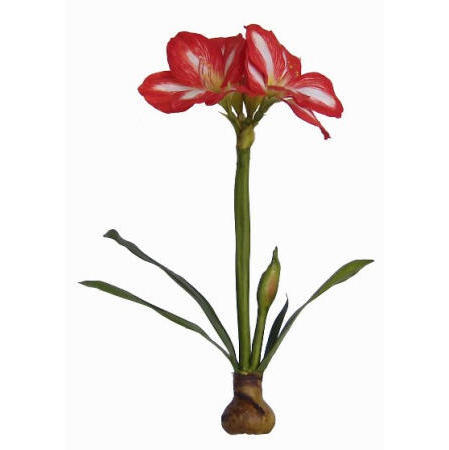 Amarylis Plant- 23`` (Amarylis Plant- 23``)
