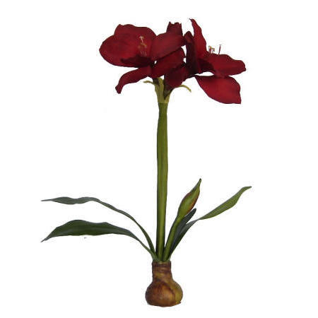 Amarylis Plant- 23`` (Amarylis растительно 3``)