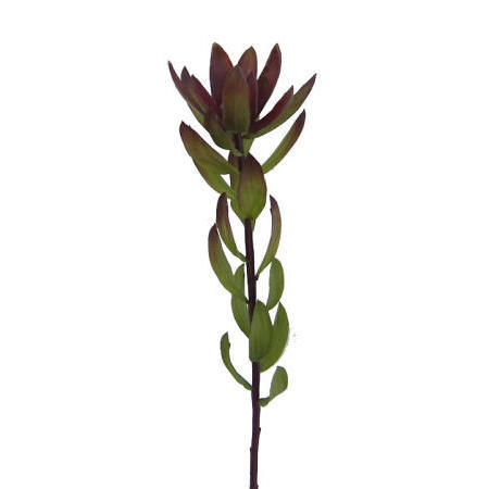 Protea Spray- 25``