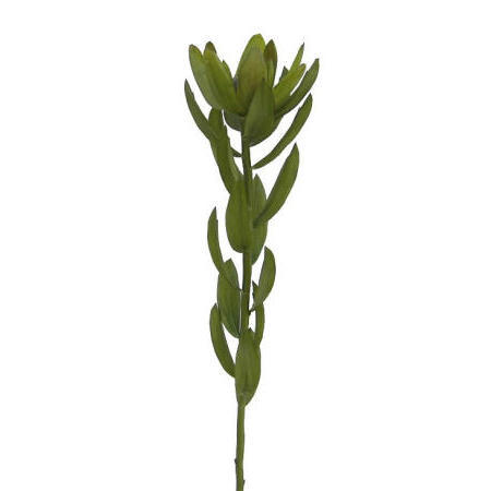 Protea Spray- 25``