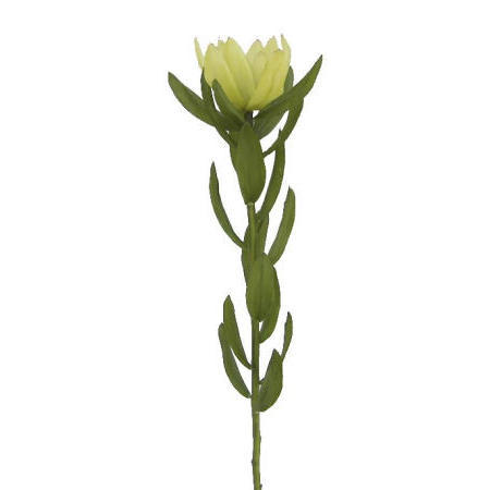 Protea Spray- 25``