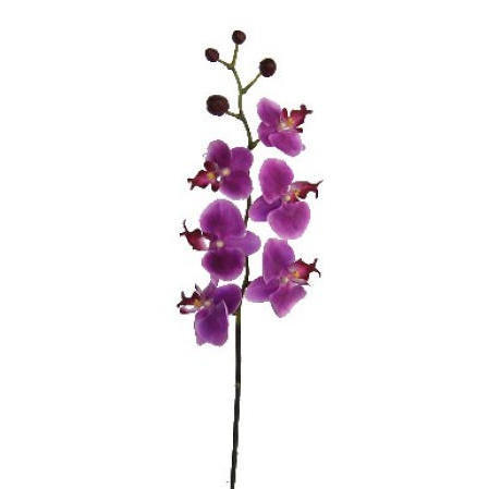 Phalaenopsis Spray- 32`` (Phalaenopsis Spray-32``)