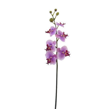 Phalaenopsis Spray- 32`` (Phalaenopsis Spray-32``)