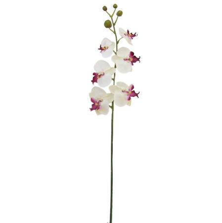 Phalaenopsis Spray- 32`` (Phalaenopsis Spray-32``)