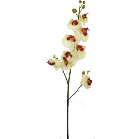 Phalaenopsis Spray- 35`` (Phalaenopsis Spray-35``)