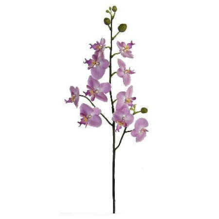 Phalaenopsis Spray- 35``