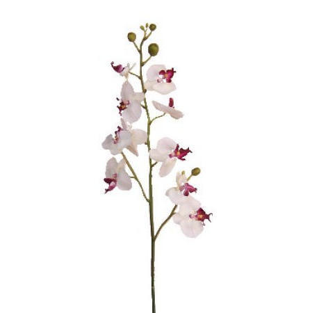 Phalaenopsis Spray- 35`` (Phalaenopsis Spray-35``)