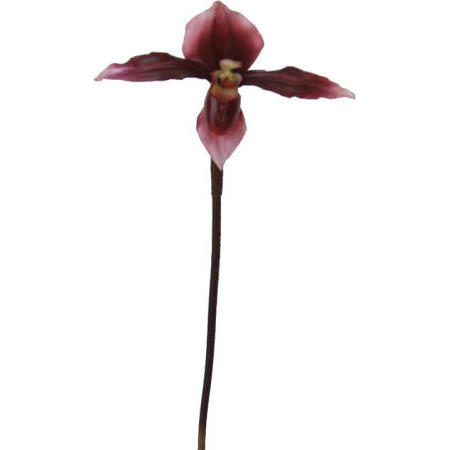 Lady Slipper Spray- 20``