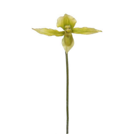 Lady Slipper Spray- 20``
