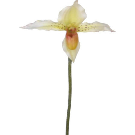 Lady Slipper Spray- 20``