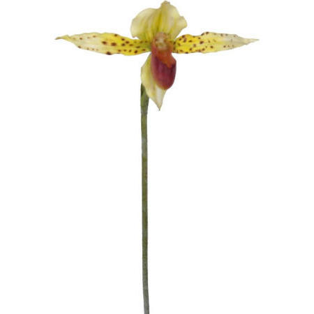 Lady Slipper Spray- 20``