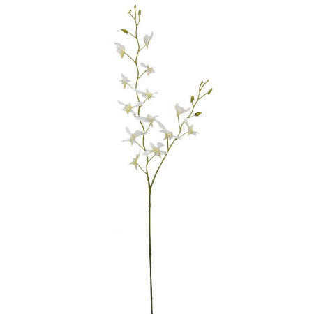 Wild Dendrobium Spray-35`` (Wild Dendrobium Spray-35``)