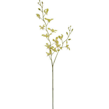 Wild Dendrobium Spray-35`` (Wild Dendrobium Spray-35``)