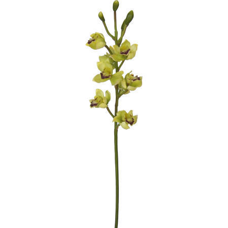 Cymbidium Spray-32`` (Cymbidium Spray-32``)