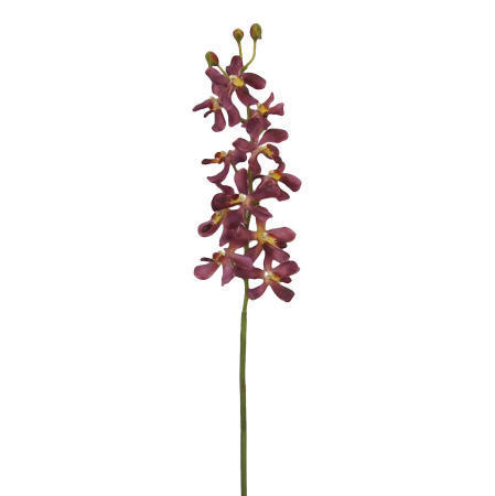 Vanda Lamellatau Spray-24`` (Vanda Lamellatau Spray-24``)