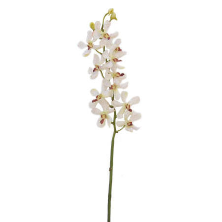 Vanda Lamellatau Spray-24`` (Vanda Lamellatau Spray-24``)
