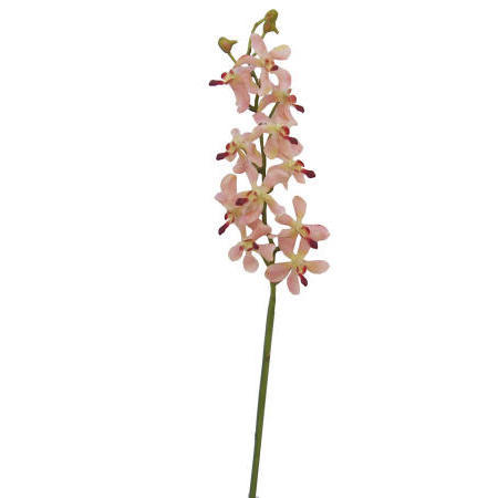 Vanda Lamellatau Spray-24`` (Vanda Lamellatau Spray-24``)