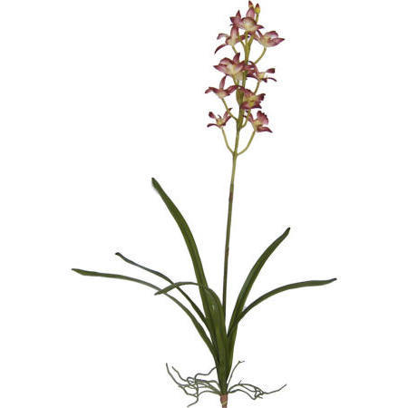 Cymbidium Plant-25`` (Cymbidium Plant-25``)