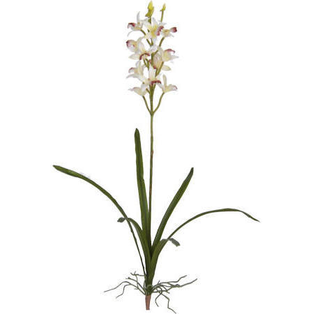 Cymbidium Plant-25`` (Cymbidium растительно 5``)