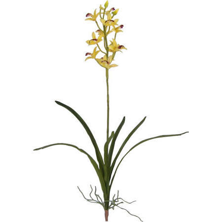 Cymbidium Plant-25`` (Cymbidium Plant-25``)