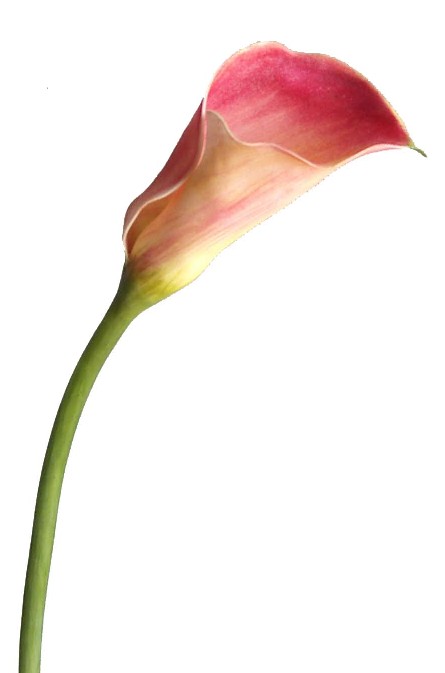 Calla Lily Spray- 16`` (Calla Lily Spray-16``)