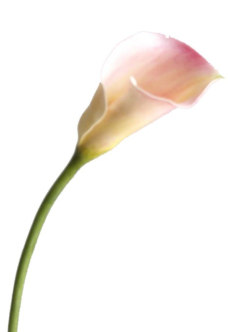 Calla Lily Spray- 16`` (Calla Lily Spray- 16``)