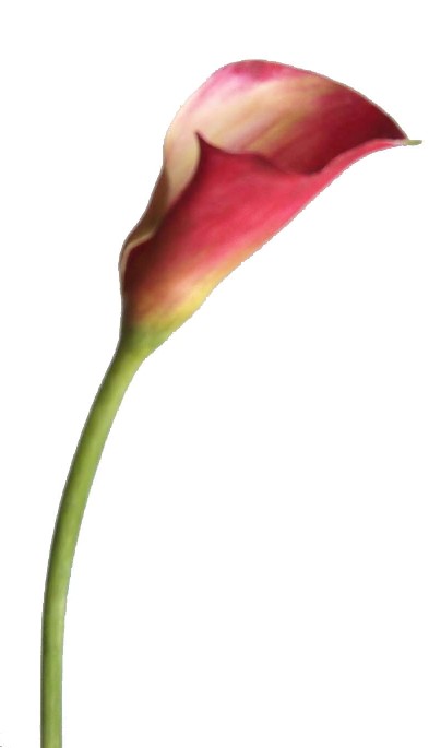 Calla Lily Spray- 16`` (Calla Lily Spray- 16``)