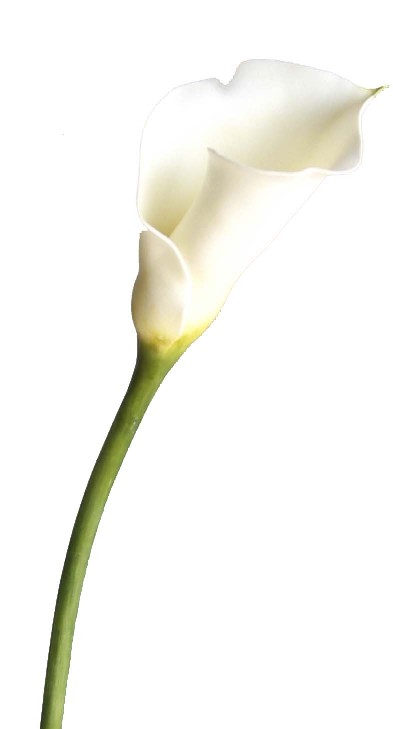 Calla Lily Spray- 16`` (Calla Lily Spray- 16``)