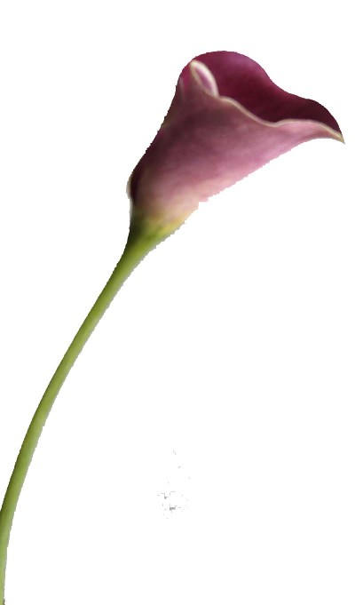 Calla-Lilien-Spray-16`` (Calla-Lilien-Spray-16``)