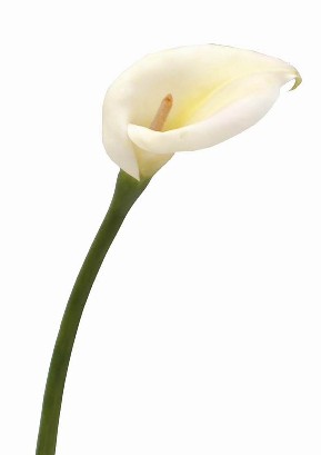 Calla Lily Spray- 29`` (Calla Lily Spray- 29``)